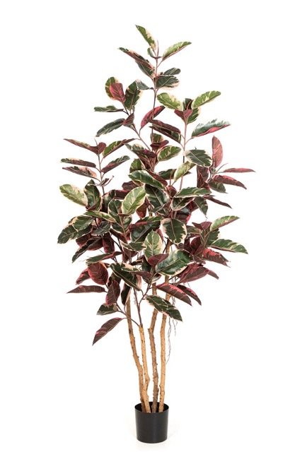 56708NR-iskusstvennyi-fikus-red-ruby-230-cm